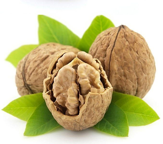 نهال گردو شیلی پیوندی پایه رویشی (چندلر)